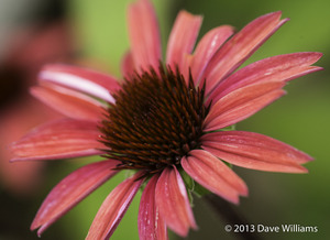cone flower cone flower