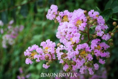 0889-muskogee-crape-myrtle-close-up 0889-muskogee-crape-myrtle-close-up