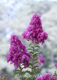 5470-catawba-crape-myrtle-close-up 5470-catawba-crape-myrtle-close-up