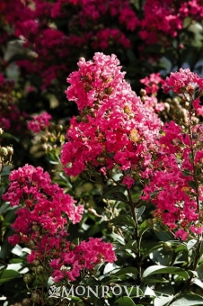 5635-tonto-crape-myrtle-close-up 5635-tonto-crape-myrtle-close-up